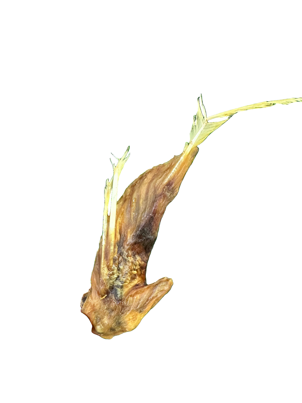 Turkey Wing