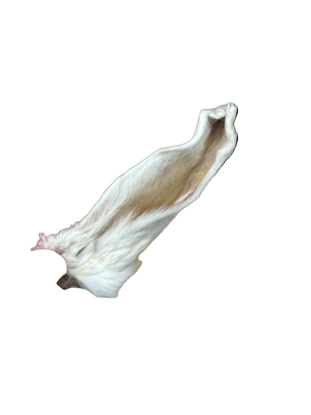 Rabbit Ears with Fur