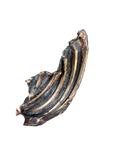 Kangaroo Ribs