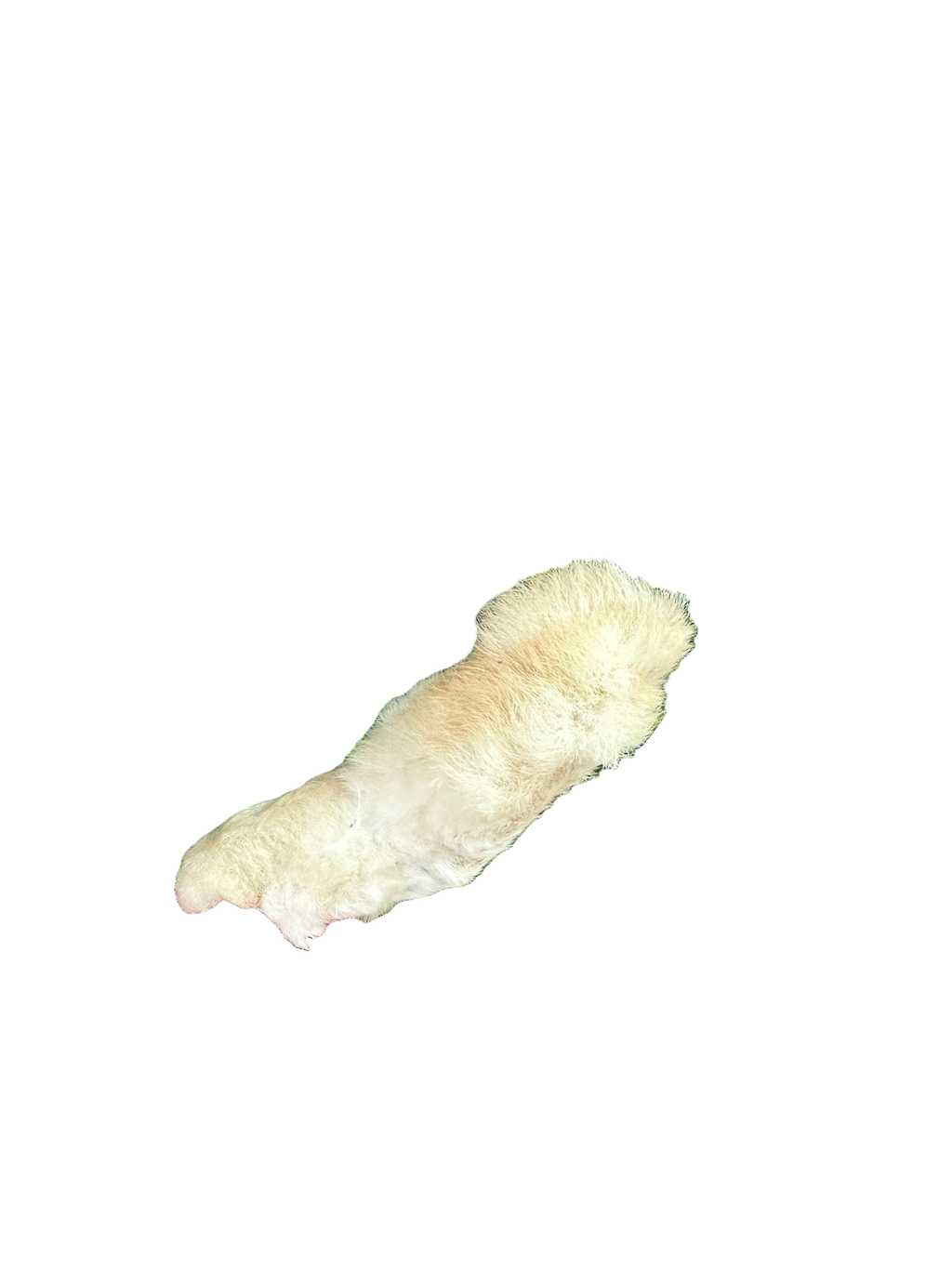 Rabbit Feet with Fur