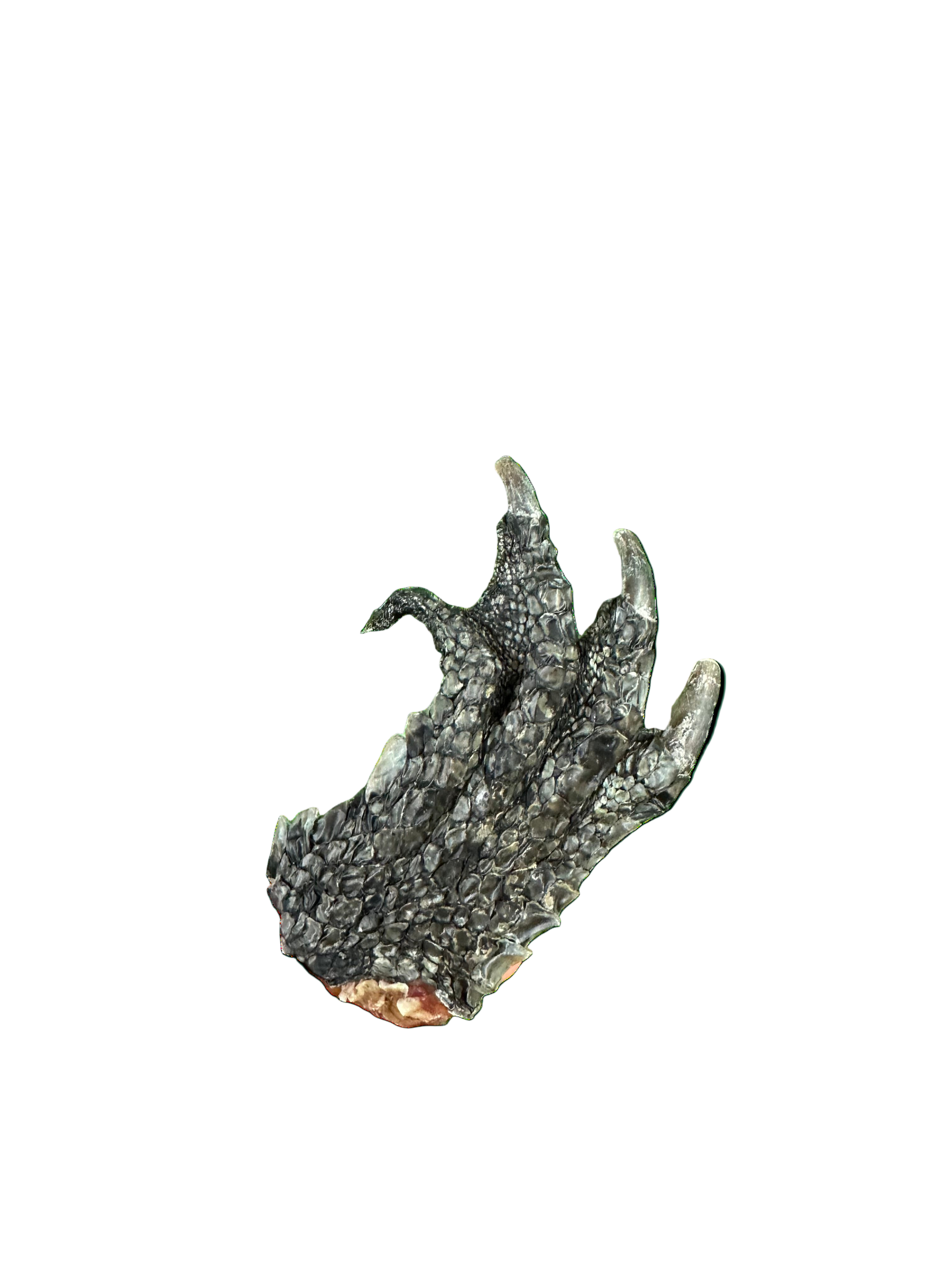Crocodile Feet (Small)