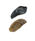 Cow Hooves